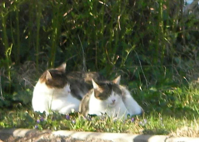 Appartement Haus Gerstbauer Aggsbach